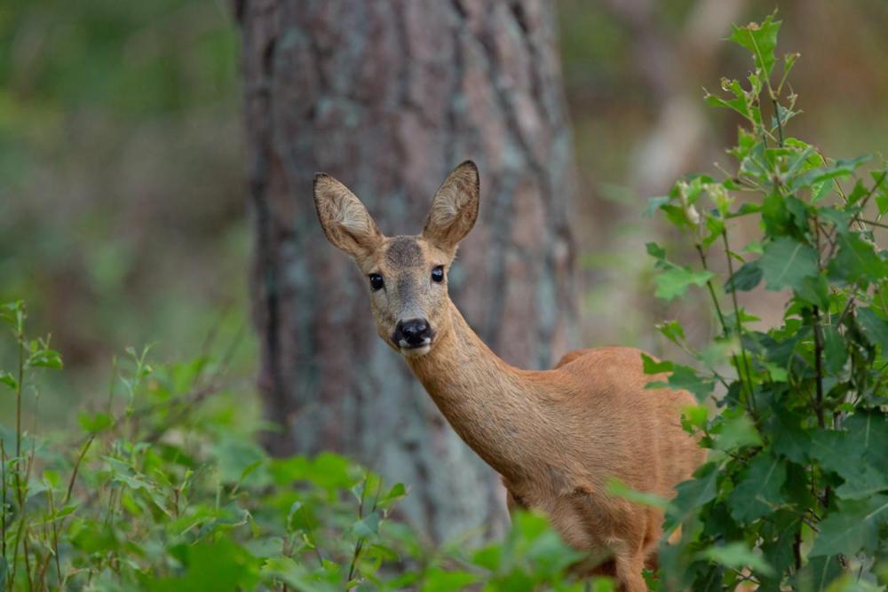 Genieten Op De Veluwe Van Rust En Natuur Путен Екстериор снимка